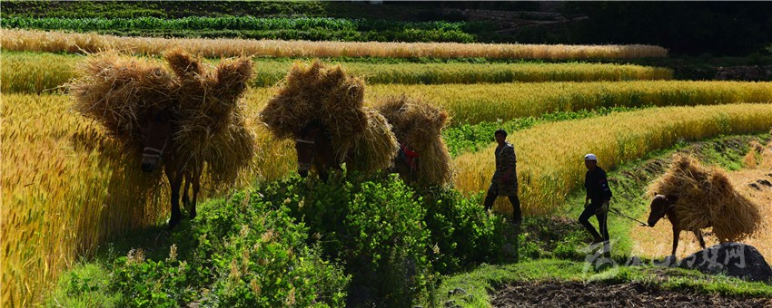 我州首個中國農民豐收節(jié)掠影