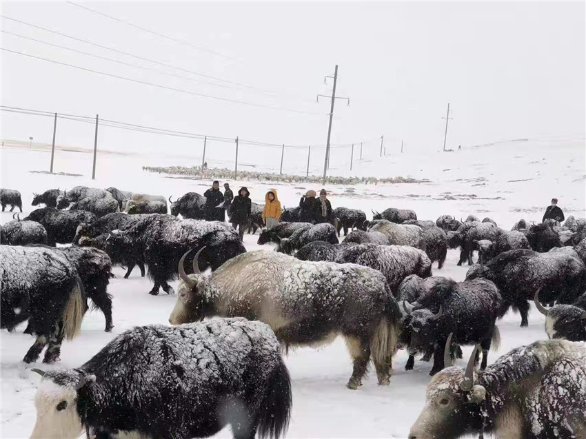 地處“云端之上”生命禁區(qū)“的農行石渠支行80后青年益西多吉說”今年疫情流行，大伙冒雪下鄉(xiāng)送金融服務，新年首日就為農戶發(fā)放了3000多萬元，點亮百姓牦牛致富夢，疫情終將過去，筑夢春天，我們協(xié)力點燃牧民發(fā)展信心“.jpg