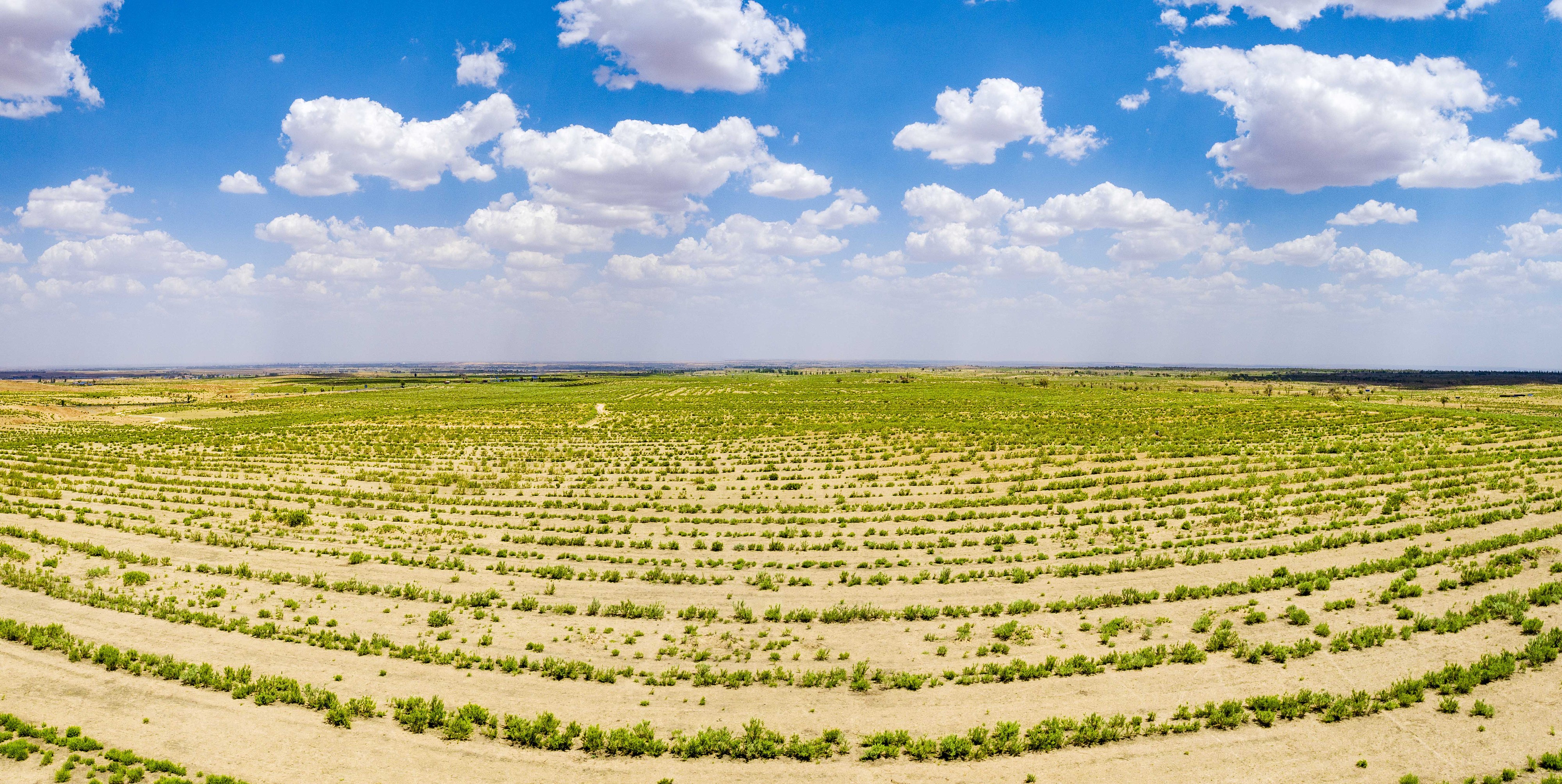 2023年6月7日，內(nèi)蒙古鄂爾多斯，毛烏素沙漠。